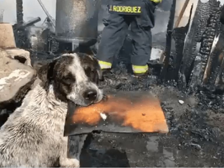Qué triste; perrito llora al ver su casa incendiada