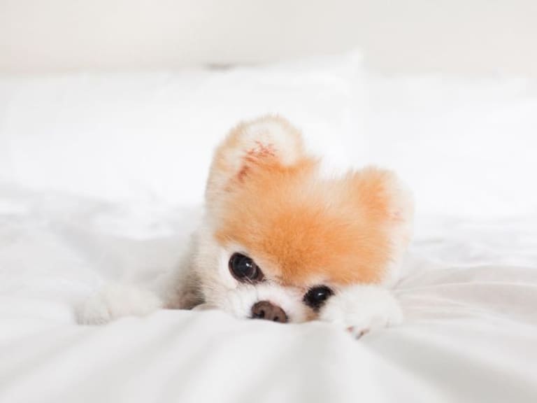 Hasta pronto Boo, el perrito más bonito del mundo pasa a mejor vida