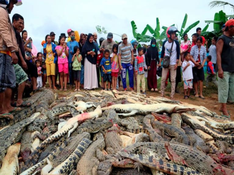 Multitud enfurecida matan a 300 cocodrilos en Indonesia