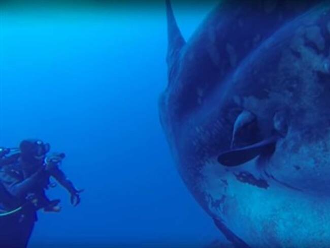 Buzos encuentran a un pez casi mitológico en las cosas de Portugal