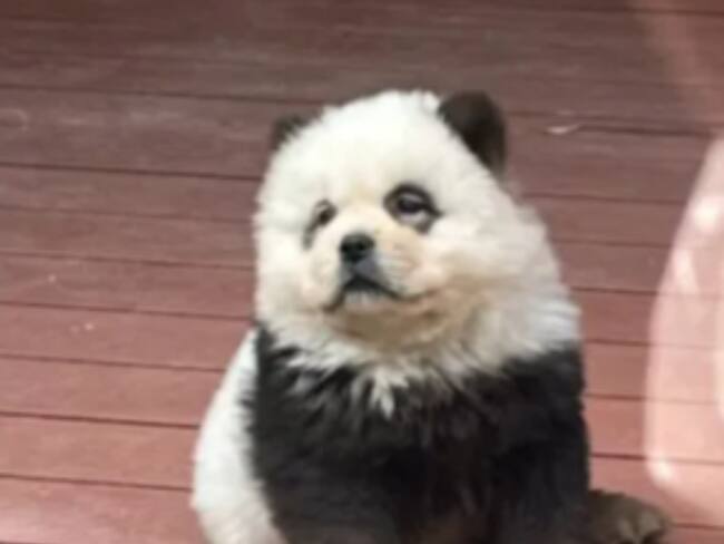 Zoológico de China tiñe a perros para que parezcan osos panda | VIDEO