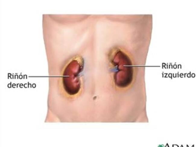 Los riñones.'Planea tu salud' con Arieh Goldberg