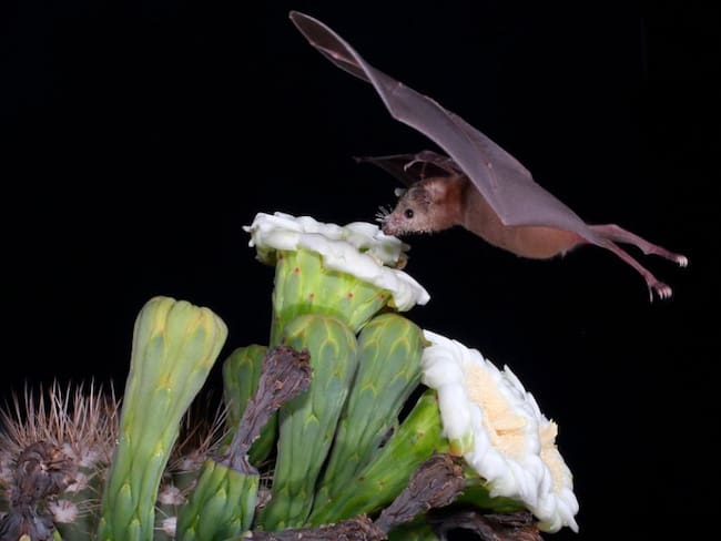 Destrucción de hábitat, mayor amenaza para murciélagos: Rodrigo Medellín
