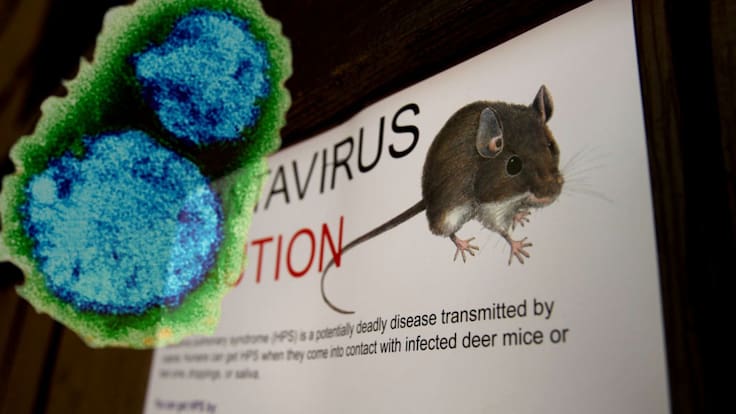 Hantavirus: OMS investiga cómo se contagia de humano a humano y anuncian nueva cepa Andres