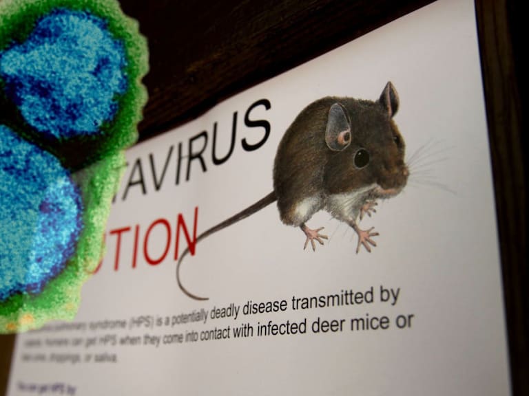 Mx - Hantavirus, OMS sospecha que el contagio fue de humano a humano