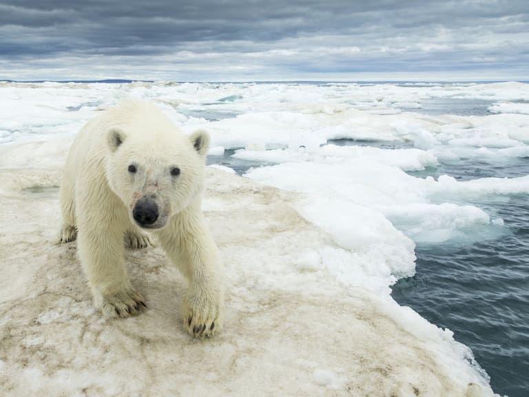 La lista crece; 10 animales en peligro de extinción por cambio climático