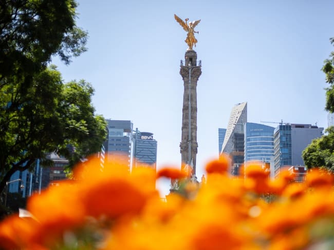 Primero la ajolotización y ahora adelantan el Día de Muertos: Aparición de cempasúchil desconcierta a capitalinos