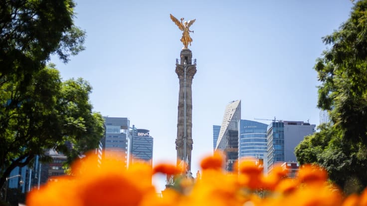 Primero la ajolotización y ahora adelantan el Día de Muertos: Aparición de cempasúchil desconcierta a capitalinos