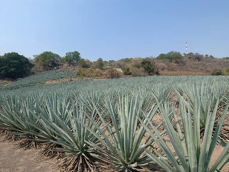 Tren de Tequila, Jalisco. Marco Daniel Guzmán, experto en viajes. 26/01/13