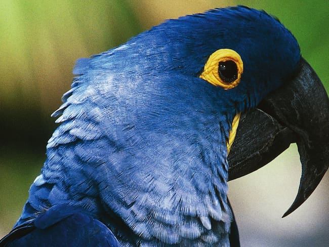 Vuelven las esperanzas: nace guacamayo azul, especie declarada extinta