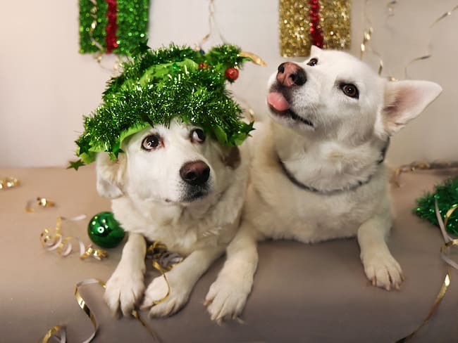 Recomiendan no usar pirotecnia para proteger a las mascotas en fiestas decembrinas