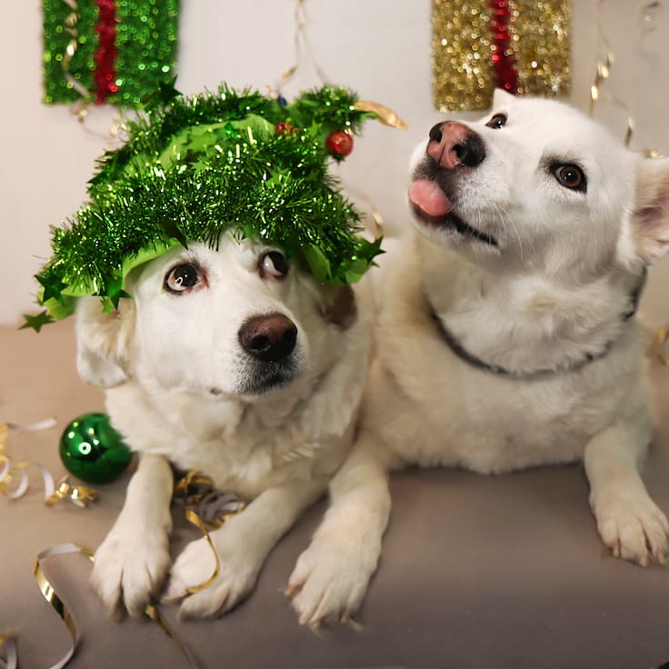 Recomiendan no usar pirotecnia para proteger a las mascotas en fiestas decembrinas