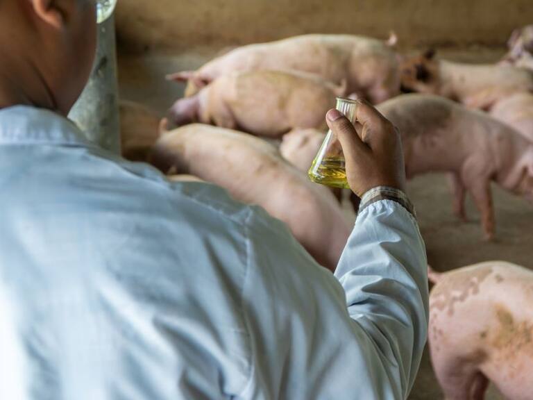 Lo que se sabe de la nueva gripe porcina con ‘potencial pandémico’ en China