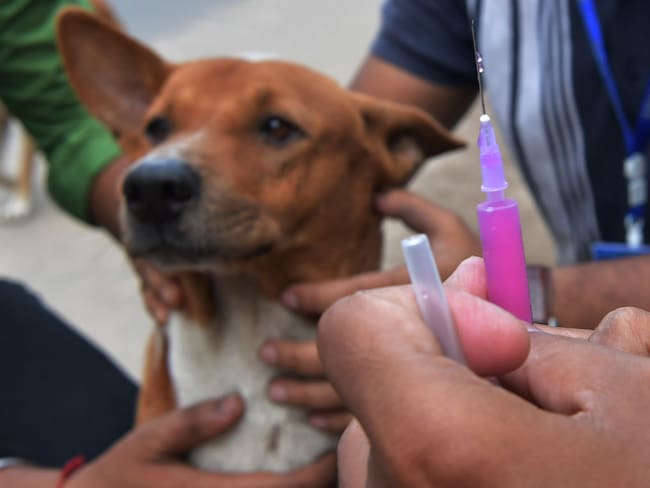 Comenzarán en CDMX campaña de doctor gratis para tus mascotas; te decimos fechas, en dónde y más
