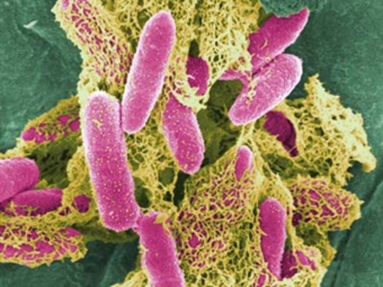 Inexistente riesgo en México por E. coli: SS