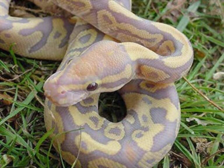 Escapan pitones durante vuelo en Australia