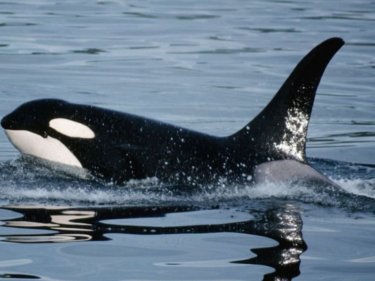 Gladis; la orca que voltea yates y enseña a otras orcas a hacerlo