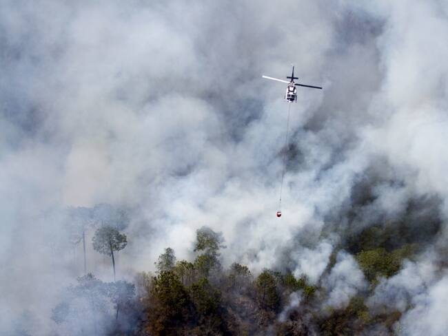 Aún no se cuantifica la fauna silvestre afectada por incendios forestales