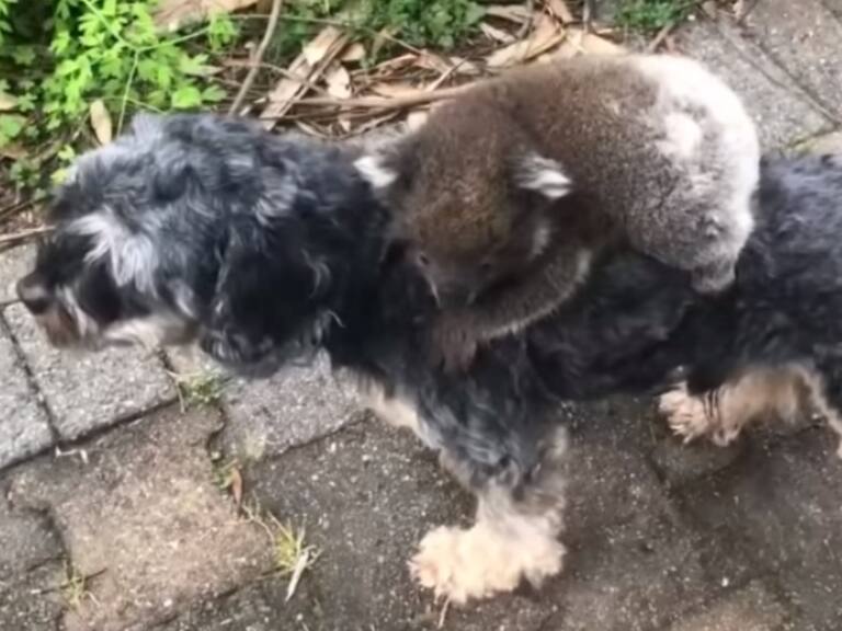 Koala bebé confunde a perrito con su mamá