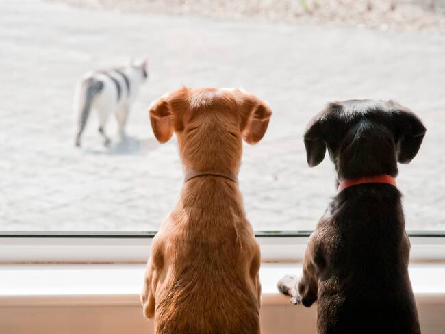 ¿Tienes un animal de compañía? Conoce los accidentes más comunes que pueden sufrir