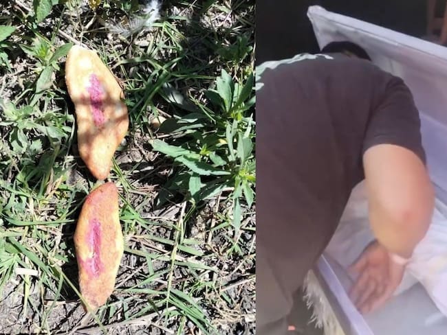 Mueren tres niñas por comer pan envenenado en Chiapas, destinado para perritos de la calle