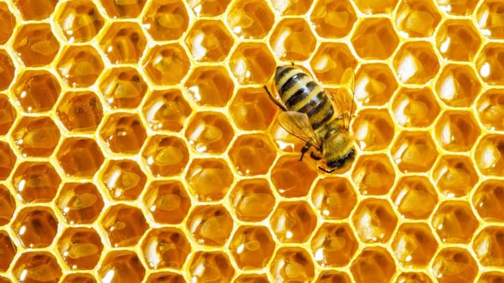 Jalisco líder en producción de miel