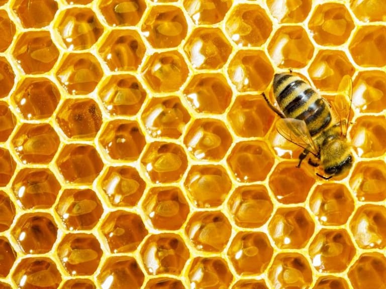 Jalisco líder en producción de miel