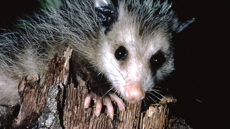 Los animales que podrás conocer en el nuevo “Nocturnario” de Chapultepec es GRATIS