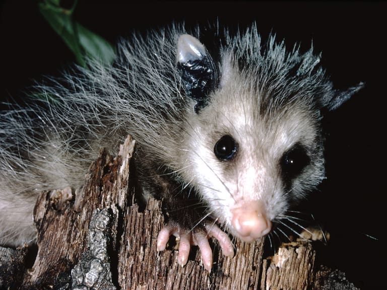 Entre los animalitos nocturnos que conocerás, están los tlacuaches.