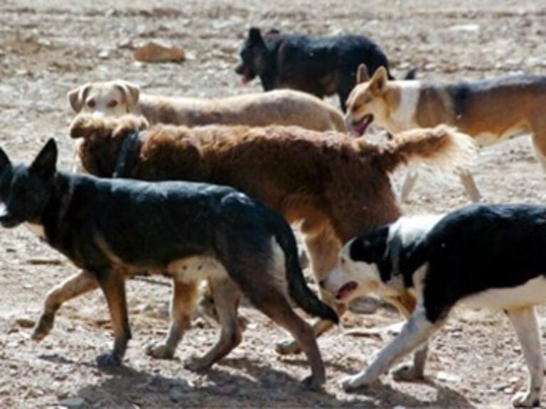 Anuncia GDF campaña de esterilización de perros en Iztapalapa