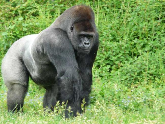 Zoológico mata a gorila para salvar a un niño de cuatro años