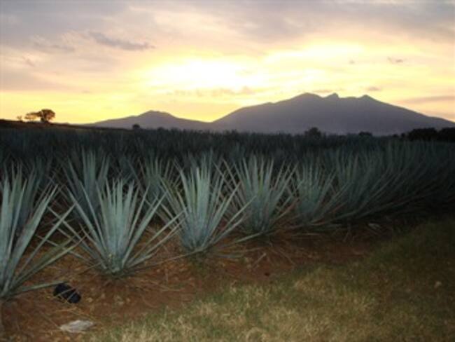 Conoce las maravillas del Tequila