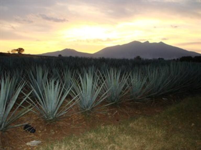 Conoce las maravillas del Tequila