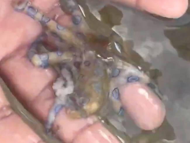 Hombre manipula al pulpo más letal del mundo sin saber que su veneno es mil veces más tóxico que el cianuro