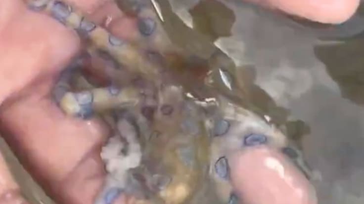 Hombre manipula al pulpo más letal del mundo sin saber que su veneno es mil veces más tóxico que el cianuro