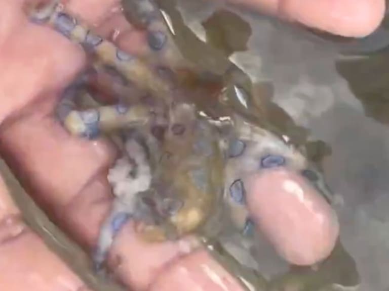 Uno de los aspectos más alarmantes es que no existe un antídoto específico. Andy McConnell via Storyful