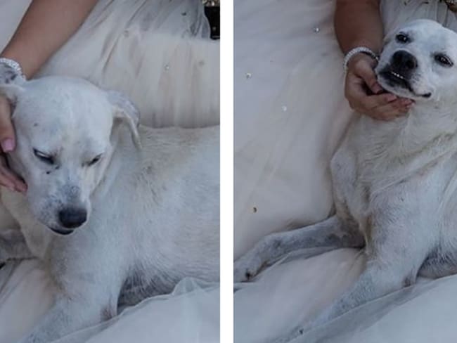 Perrito se mete en las fotos de una quinceañera y se vuelve viral