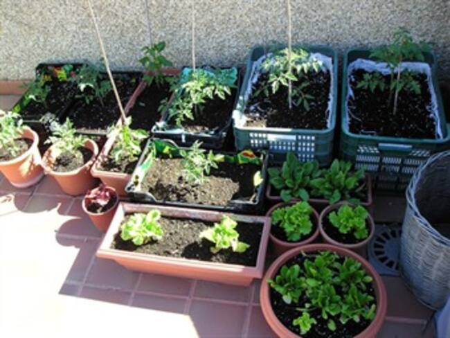 City cultores.Zorayda Morales,entrevista