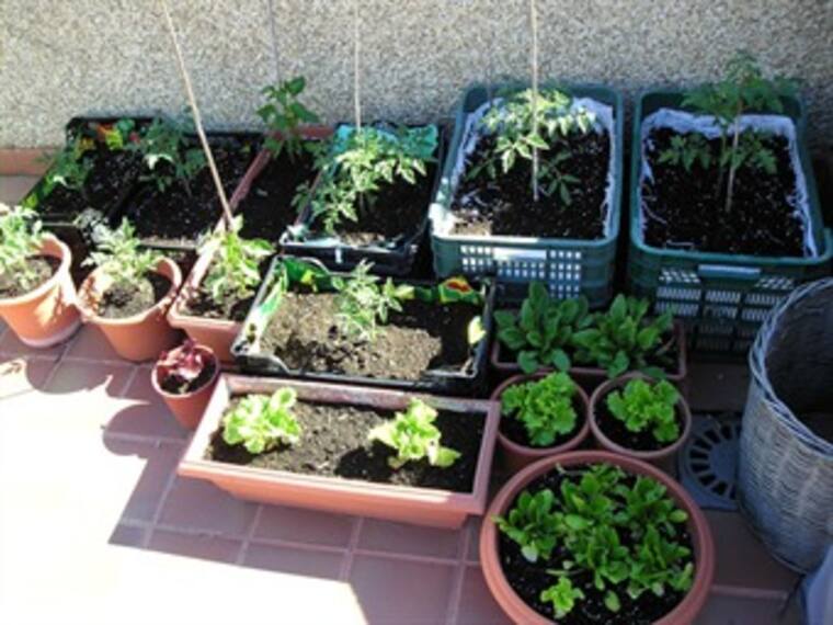 City cultores.Zorayda Morales,entrevista