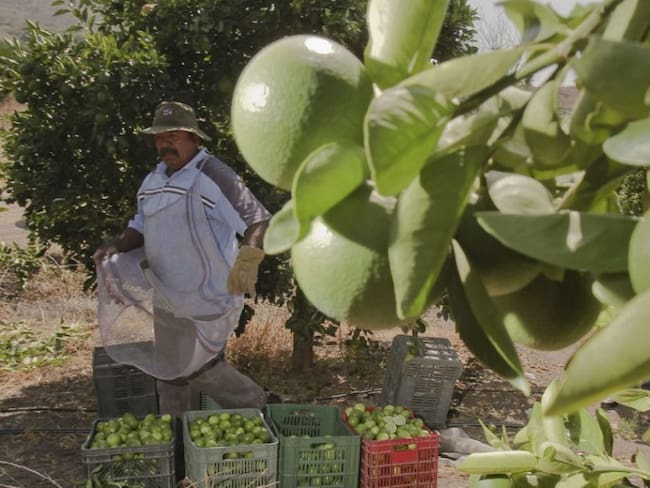 Uno de cada tres limones en el mundo es mexicano ¿Y el beneficio?