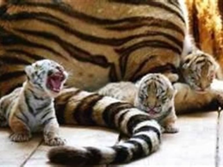Nacen cuatro Tigres de Bengala en el zoológico de Chilpancingo