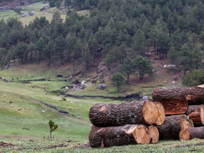 Propone AMLO hasta 12 años de prisión a quien incurra en tala ilegal