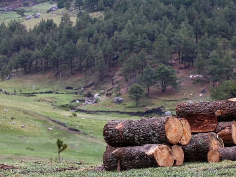 Propone AMLO hasta 12 años de prisión a quien incurra en tala ilegal