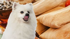 Tamales para perro: 3 recetas con alimentos saludables para que tu lomito también celebre el Día de la Candelaria