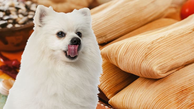Tamales para perro: 3 recetas con alimentos saludables para que tu lomito también celebre el Día de la Candelaria