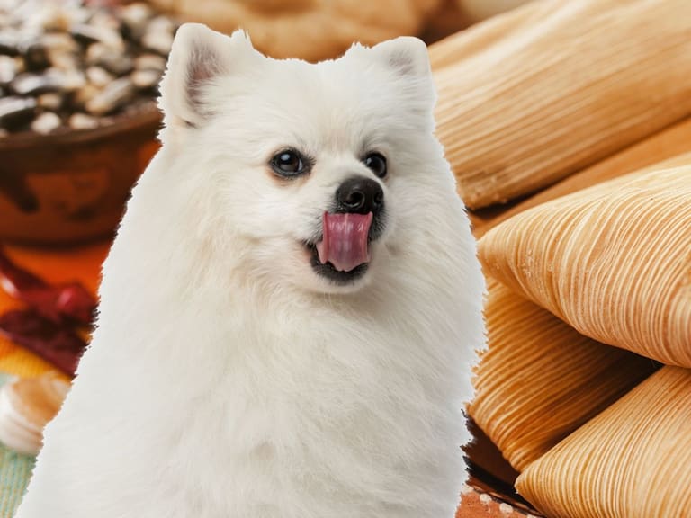Los tamales tradicionales son malos para los perros, pero hay alternativas con ingredientes que ellos pueden comer este 2 de febrero.