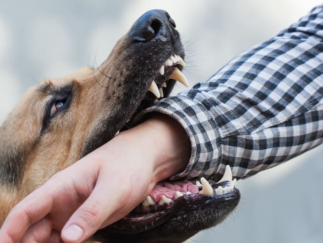 ¿Qué pasa si te muerde un perro con rabia u otro animal infectado?