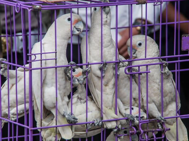 Morena propone hasta 12 años de prisión a quien trafique ilegalmente o dañe animales de la vida terrestre o acuática