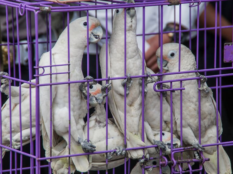 Proponen hasta 12 años de prisión a quien trafique ilegalmente o dañe animales