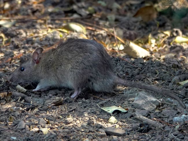 Plaga de ratas invade Paseo de la Reforma a pocos meses del Mundial de Futbol